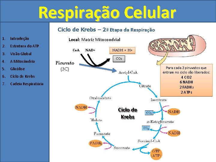 Respiração Celular Ciclo de Krebs – 2ª Etapa da Respiração 1. Introdução 2. Estrutura