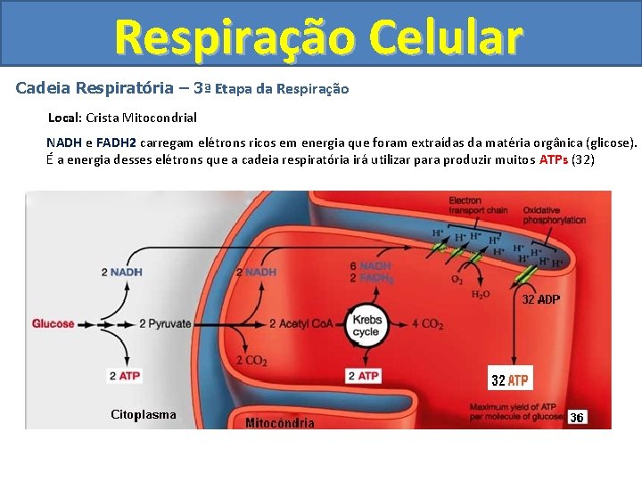 Respiração Celular Cadeia Respiratória – 3ª Etapa da Respiração Local: Crista Mitocondrial NADH e