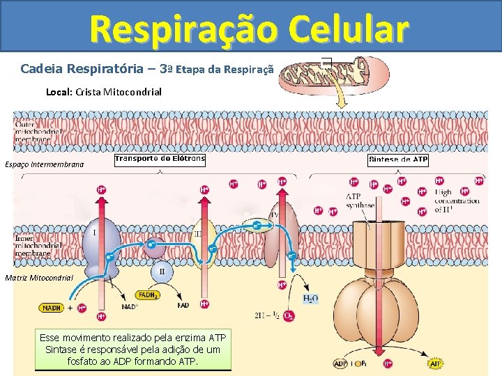 Respiração Celular Cadeia Respiratória – 3ª Etapa da Respiração Local: Crista Mitocondrial Espaço Intermembrana