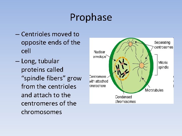 Prophase – Centrioles moved to opposite ends of the cell – Long, tubular proteins