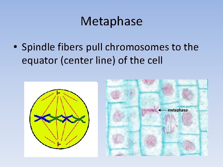 Metaphase • Spindle fibers pull chromosomes to the equator (center line) of the cell