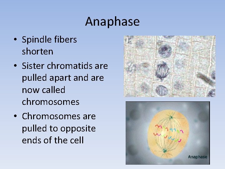 Anaphase • Spindle fibers shorten • Sister chromatids are pulled apart and are now