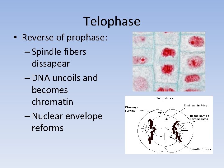 Telophase • Reverse of prophase: – Spindle fibers dissapear – DNA uncoils and becomes
