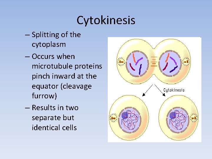 Cytokinesis – Splitting of the cytoplasm – Occurs when microtubule proteins pinch inward at