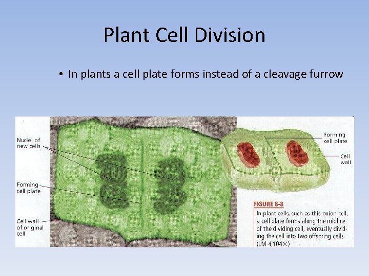 Plant Cell Division • In plants a cell plate forms instead of a cleavage
