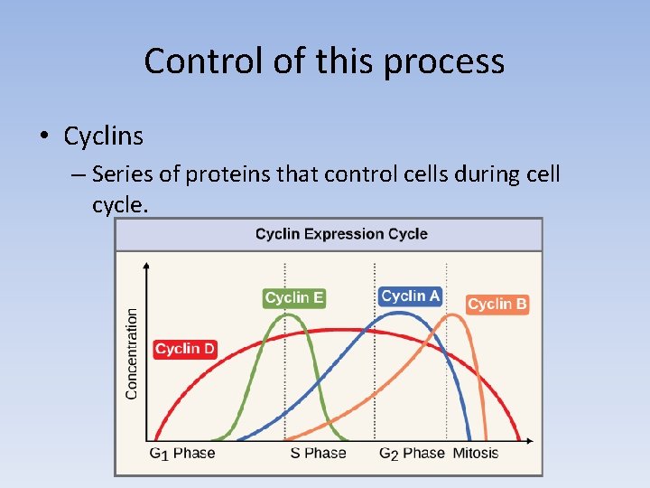 Control of this process • Cyclins – Series of proteins that control cells during