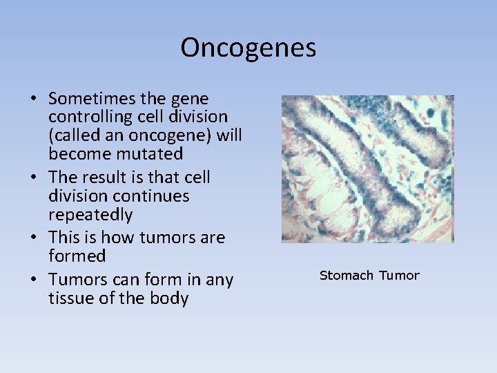 Oncogenes • Sometimes the gene controlling cell division (called an oncogene) will become mutated