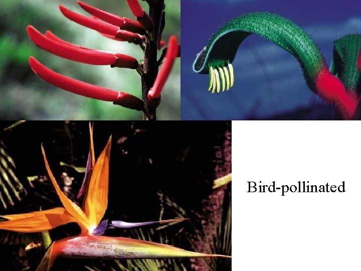Bird-pollinated 