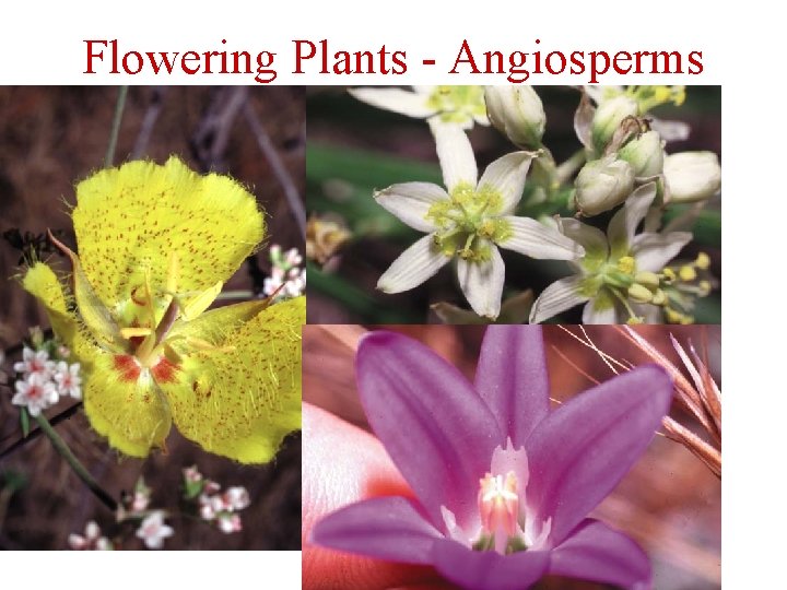 Flowering Plants - Angiosperms 