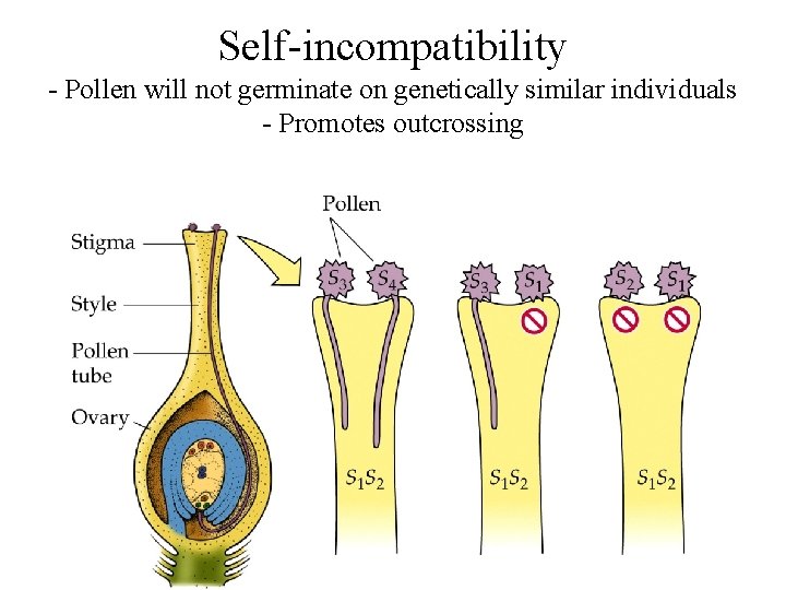Self-incompatibility - Pollen will not germinate on genetically similar individuals - Promotes outcrossing 