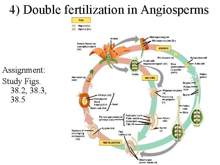 4) Double fertilization in Angiosperms Assignment: Study Figs. 38. 2, 38. 3, 38. 5