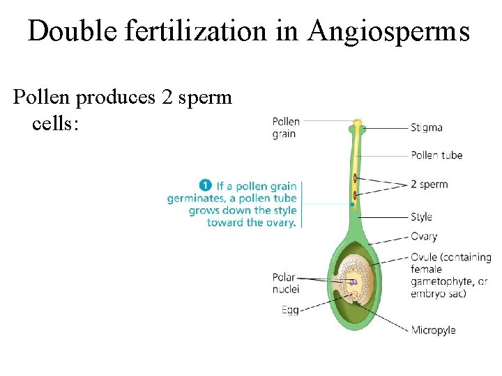 Double fertilization in Angiosperms Pollen produces 2 sperm cells: 