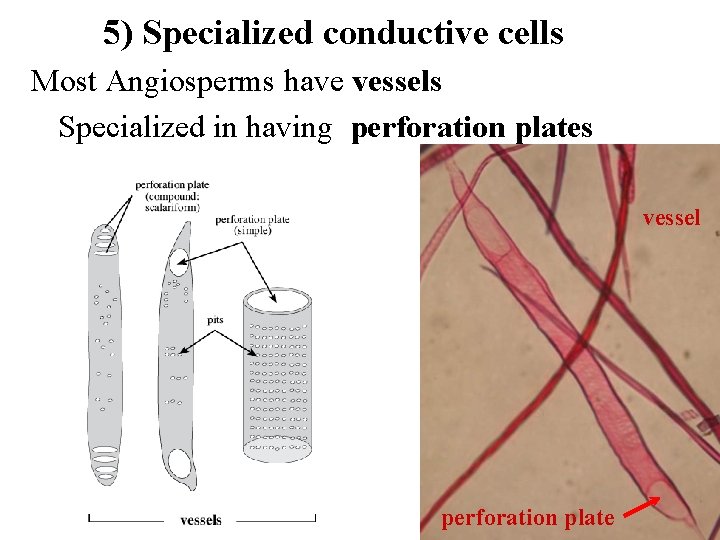 5) Specialized conductive cells Most Angiosperms have vessels Specialized in having perforation plates vessel