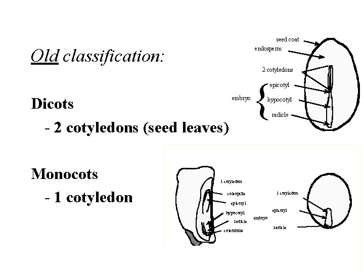 seed coat endosperm Old classification: 2 cotyledons { epicotyl Dicots - 2 cotyledons (seed
