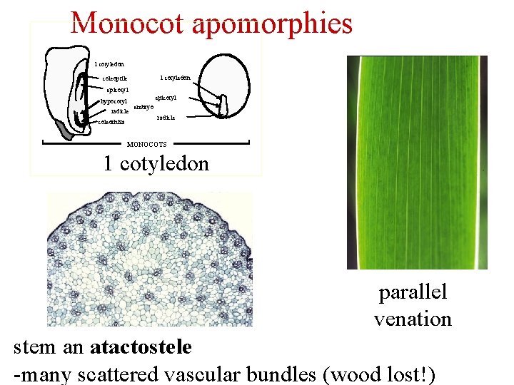 Monocot apomorphies 1 cotyledon coleoptile epicotyl hypocotyl radicle coleorhiza embryo radicle MONOCOTS 1 cotyledon