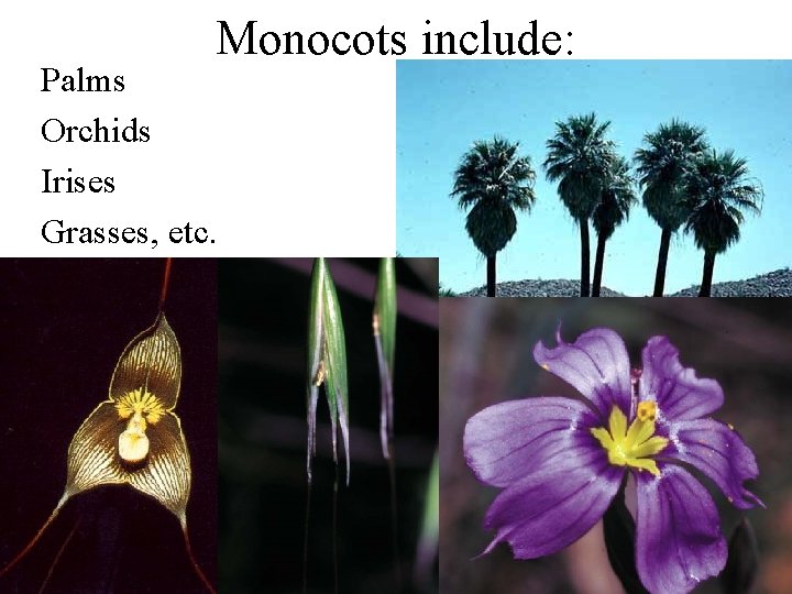 Monocots include: Palms Orchids Irises Grasses, etc. 