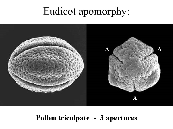Eudicot apomorphy: A A A Pollen tricolpate - 3 apertures 