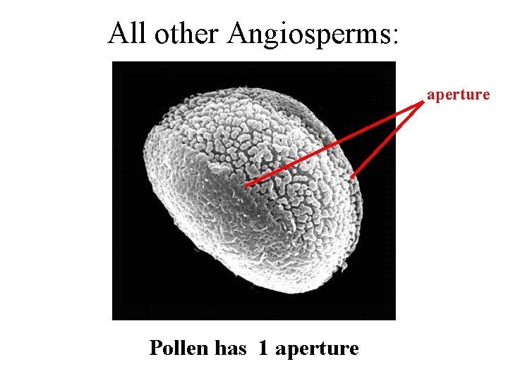 All other Angiosperms: aperture Pollen has 1 aperture 