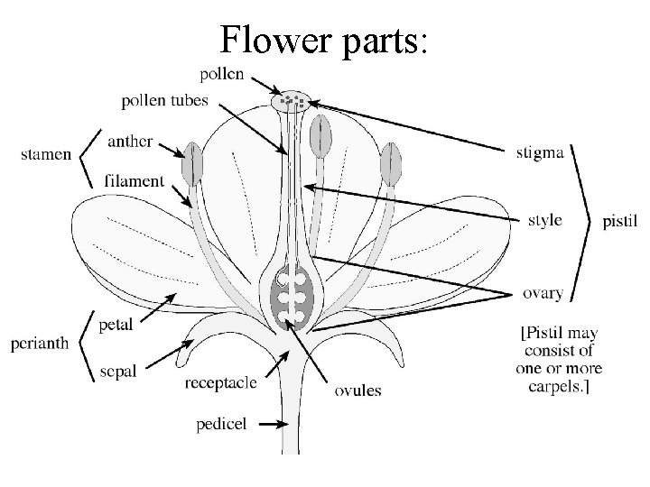 Flower parts: 