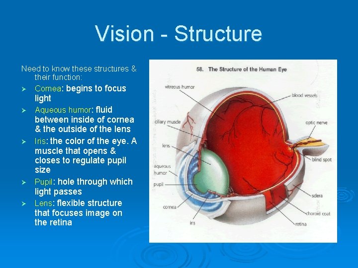 Vision - Structure Need to know these structures & their function: Ø Cornea: begins