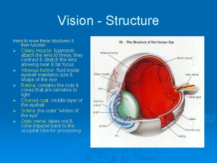 Vision - Structure Need to know these structures & their function: Ø Ciliary muscle: