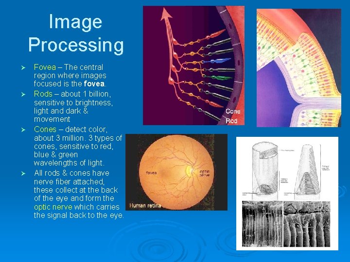 Image Processing Fovea – The central region where images focused is the fovea. Ø