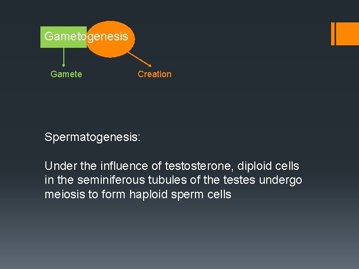 Gametogenesis Gamete Creation Spermatogenesis: Under the influence of testosterone, diploid cells in the seminiferous