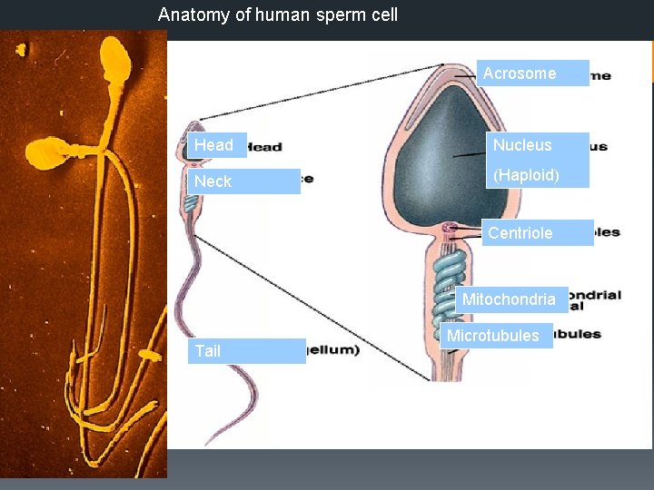 Anatomy of human sperm cell Acrosome Head Nucleus Neck (Haploid) Centriole Mitochondria Tail Microtubules