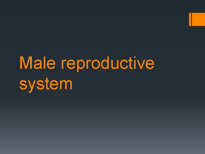 Male reproductive system 