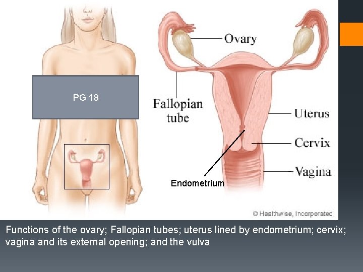 PG 18 Endometrium Functions of the ovary; Fallopian tubes; uterus lined by endometrium; cervix;