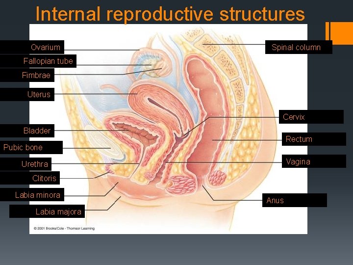 Internal reproductive structures Ovarium Werwelkolom Spinal column Fallopian tube Fimbrae Uterus Cervix Bladder Rectum