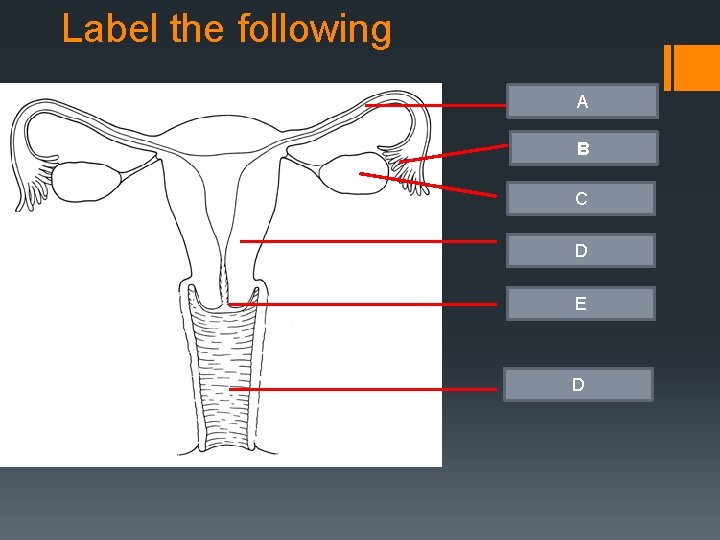 Label the following A tube Fallopian FALLOPIAN tubes Fimbrae. B Ovary C Uterus D