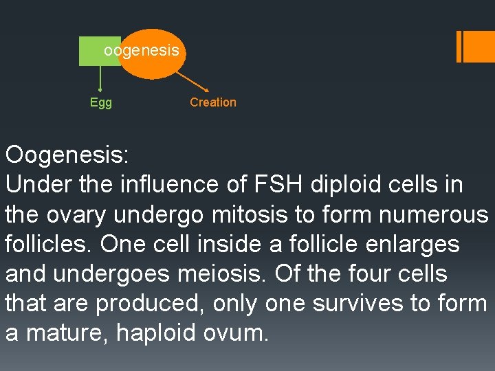 oogenesis Egg Creation Oogenesis: Under the influence of FSH diploid cells in the ovary