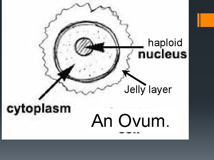 haploid Jelly layer An Ovum. 