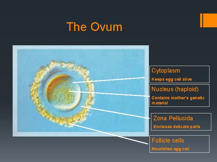 The Ovum Cytoplasm Keeps egg cell alive Nucleus (haploid) Contains mother’s genetic material Zona