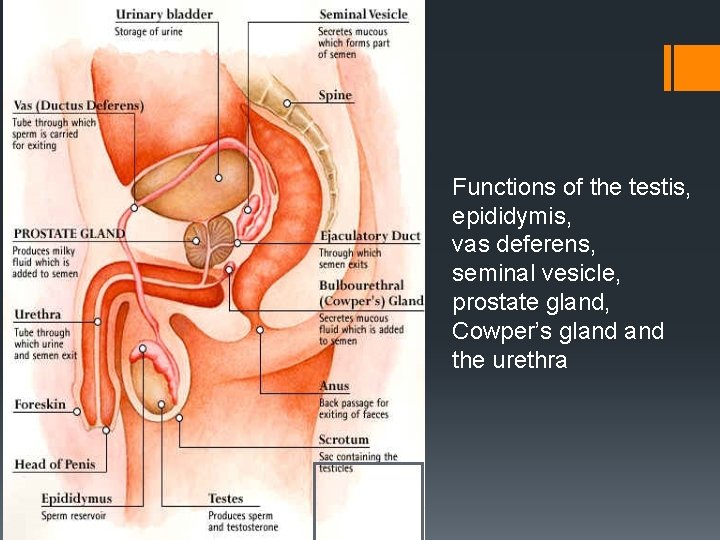 Functions of the testis, epididymis, vas deferens, seminal vesicle, prostate gland, Cowper’s gland the