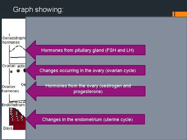 Graph showing: Hormones from pituitary gland (FSH and LH) Changes occurring in the ovary