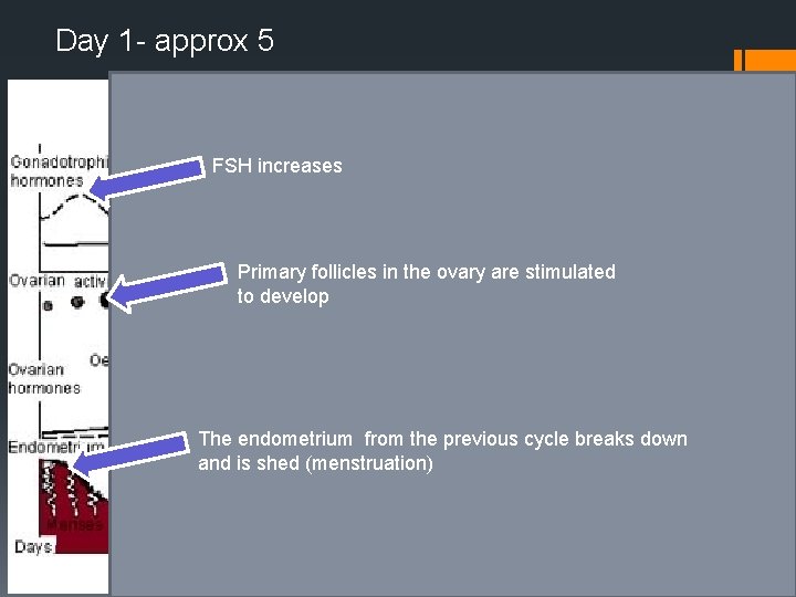 Day 1 - approx 5 FSH increases Primary follicles in the ovary are stimulated