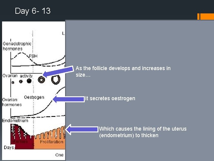 Day 6 - 13 As the follicle develops and increases in size… It secretes