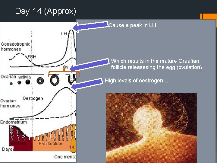 Day 14 (Approx) Cause a peak in LH Which results in the mature Graafian