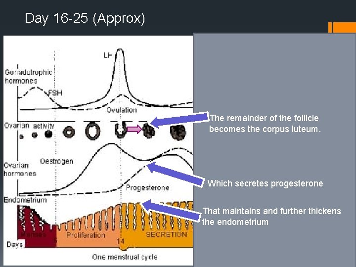 Day 16 -25 (Approx) The remainder of the follicle becomes the corpus luteum. Which