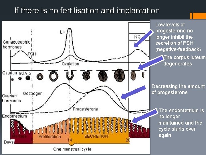 If there is no fertilisation and implantation Low levels of progesterone no longer inhibit