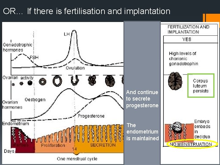 OR… If there is fertilisation and implantation And continue to secrete progesterone The endometrium