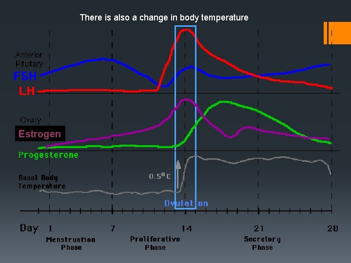 There is also a change in body temperature Estrogen 