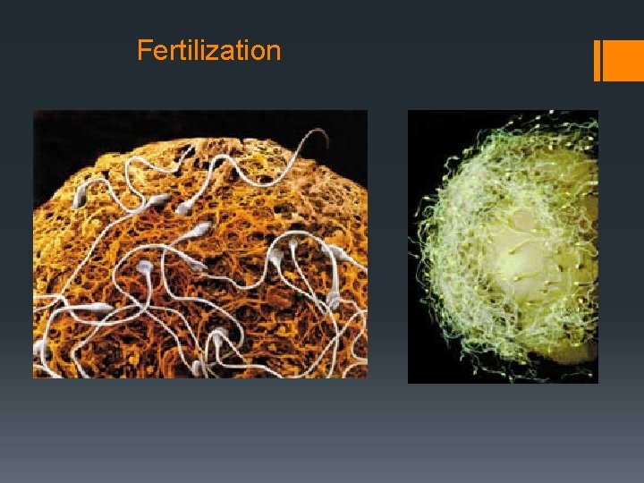 Fertilization 