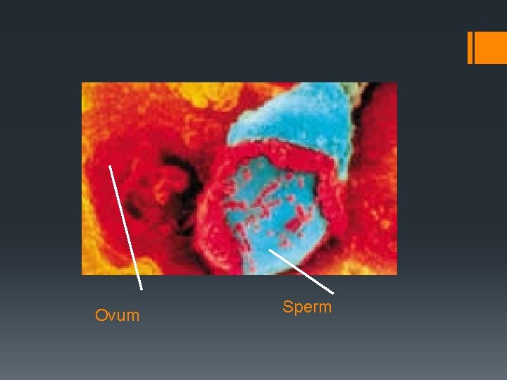 Ovum Sperm 