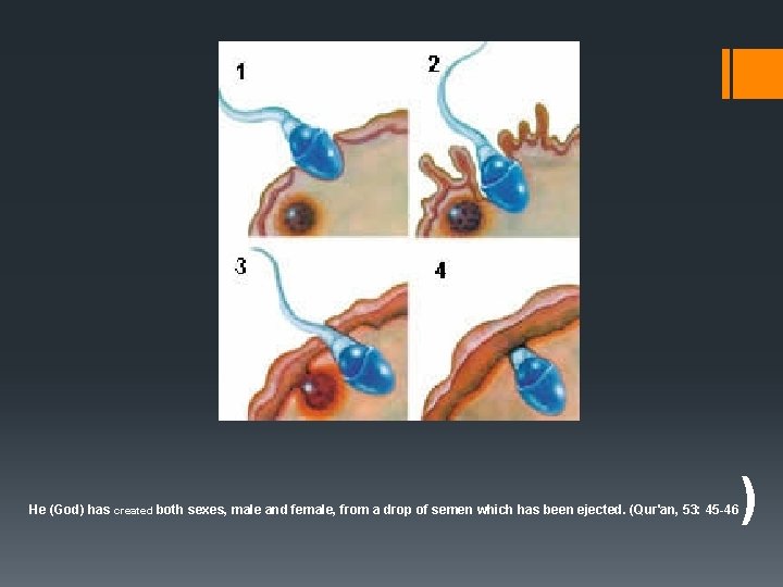 He (God) has created both sexes, male and female, from a drop of semen