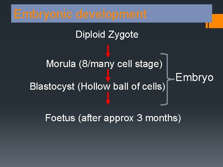 Embryonic development Diploid Zygote Morula (8/many cell stage) Blastocyst (Hollow ball of cells) Embryo