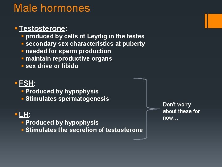 Male hormones § Testosterone: § produced by cells of Leydig in the testes §