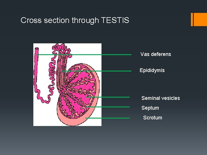 Cross section through TESTIS Vas deferens Epididymis Seminal vesicles Septum Scrotum 